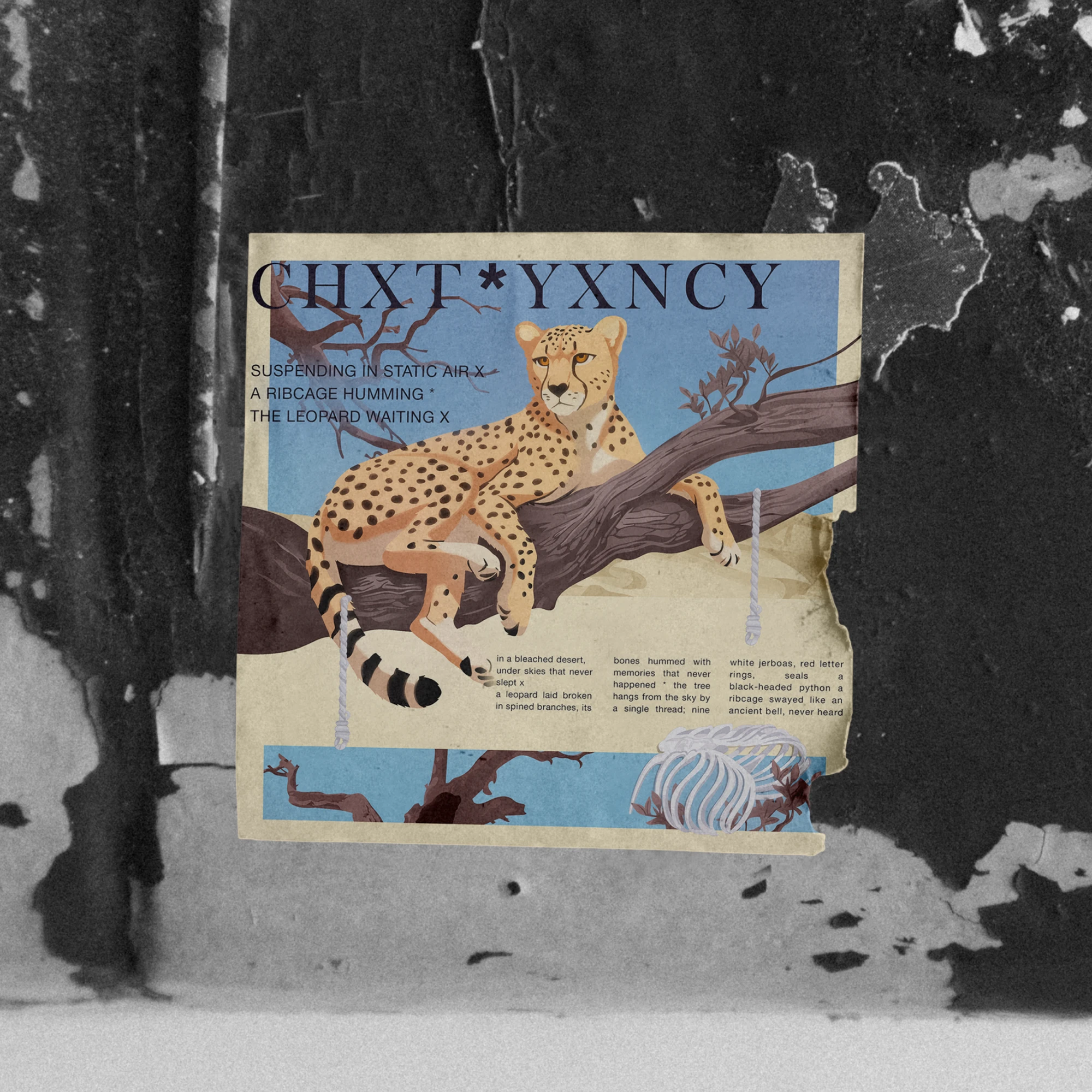 Chₓt*yₓncy — Fibr